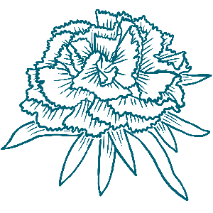 Nelke (Softcover-Buch)